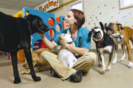 Travel Brief Disney Pet Resort